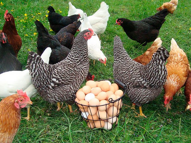Содержание кур и уход за ними | ЗооТом - продажа, вязка и услуги для животных в Верхней Салде