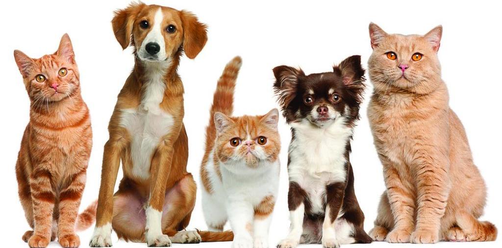 Доска объявлений о животных | ЗооТом - продажа, вязка и услуги для животных в Верхней Салде