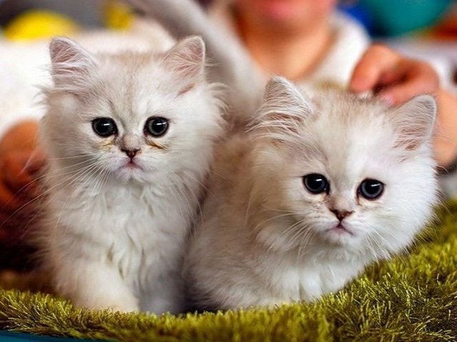 Породы кошек в Верхней Салде | ЗооТом портал о животных