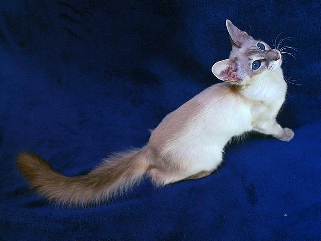 Выведенные породы кошек в Верхней Салде | ЗооТом портал о животных