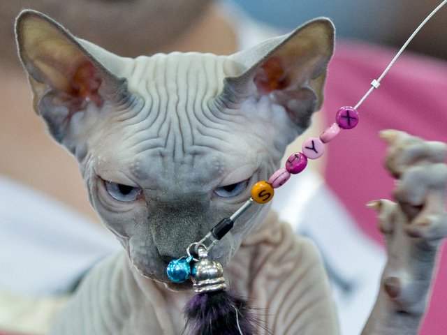 Выставки кошек в Верхней Салде | ЗооТом портал о животных