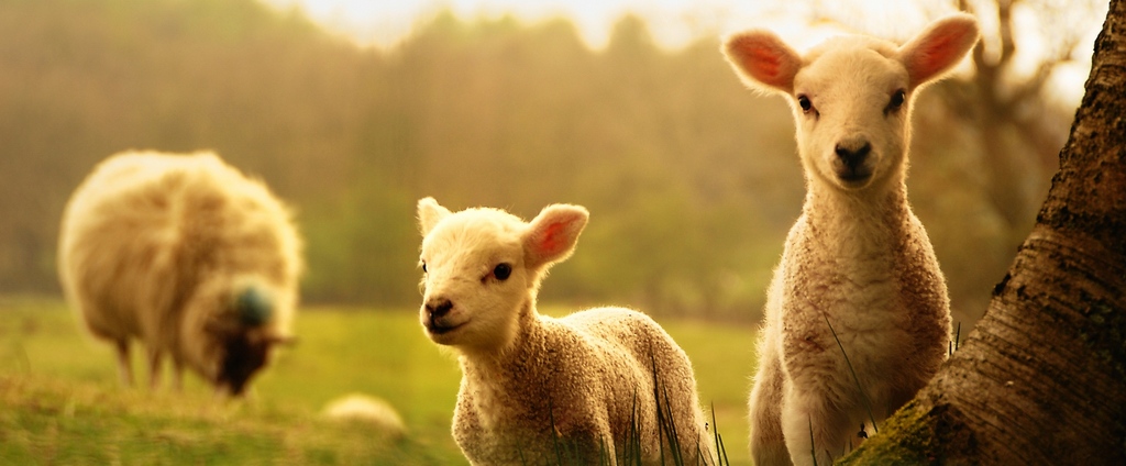 Объявления о сельскохозяйственных животных | ЗооТом - продажа, вязка и услуги для животных в Верхней Салде