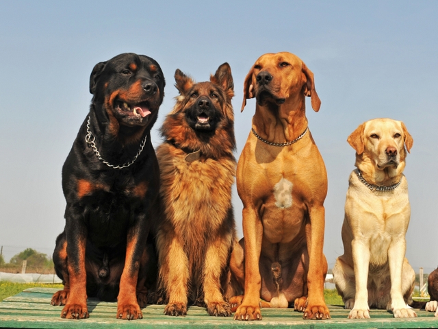 Крупные породы собак в Верхней Салде | ЗооТом портал о животных