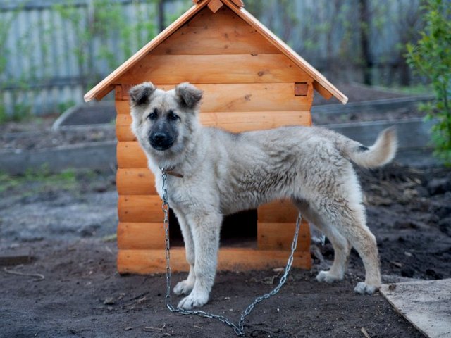 Все о собаках в Верхней Салде Все о собаках в Верхней Салде